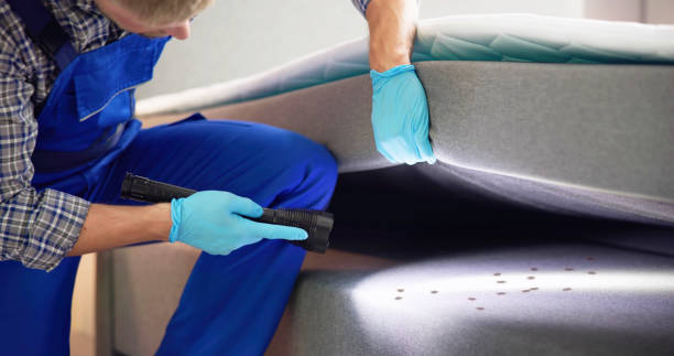 Best Affordable Pest Control Services  in Lake Arrowhead, CA