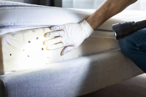 Best Pest Prevention Services  in Lake Arrowhead, CA